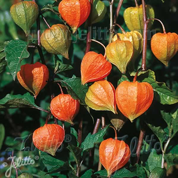 PHYSALIS franchetti Zwerg (Gnome)